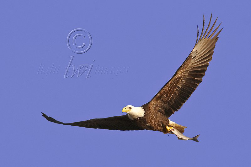 Bald eagle soaring with fish new.jpg