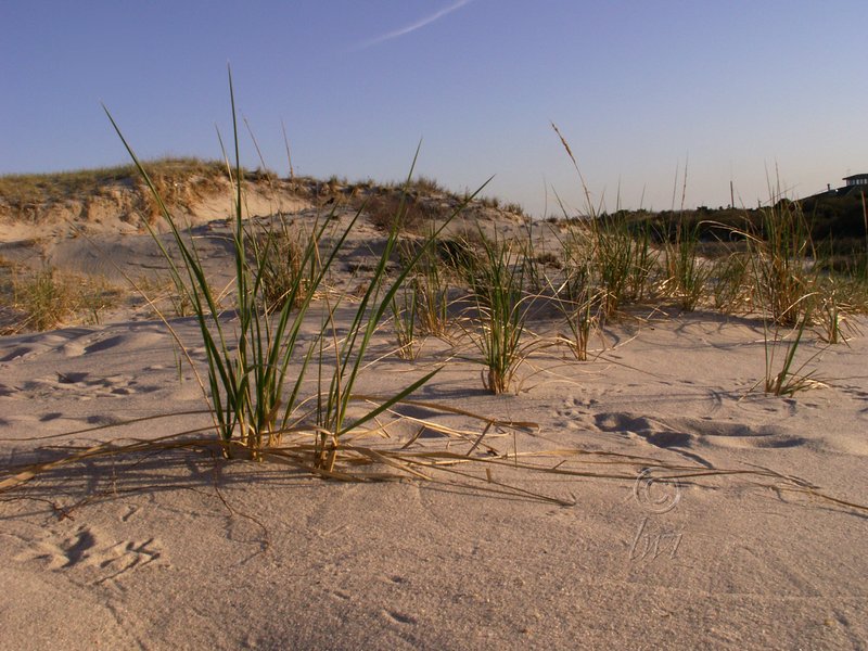 Beach Grass.jpg ::  Beach Grass