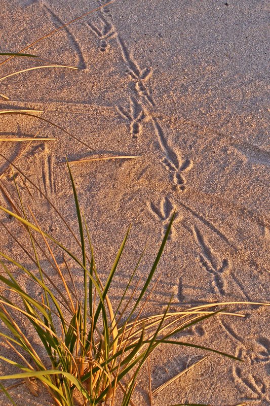 Bird Tracks.jpg :: Follow me down to the sea