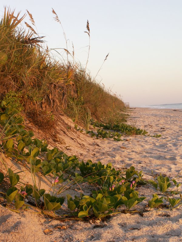 Cape Canaveral Beach.jpg