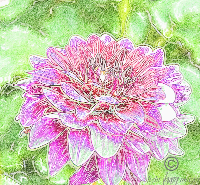 Dahlia  1.jpg