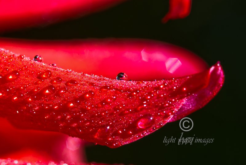 Dahlia  water droplet.jpg :: First Place Plants in 2011 Focal Planes Foto Club Contests