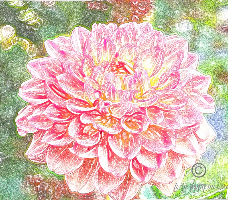 Dahlia 2.jpg