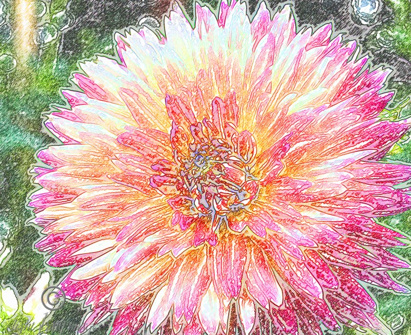 Dahlia 3.jpg