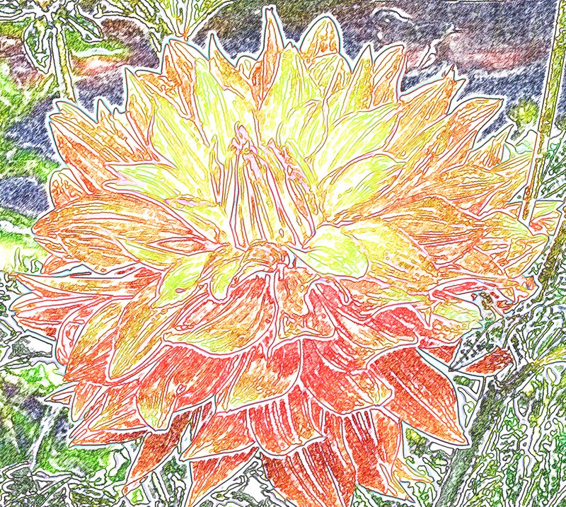 Dahlia 4.jpg