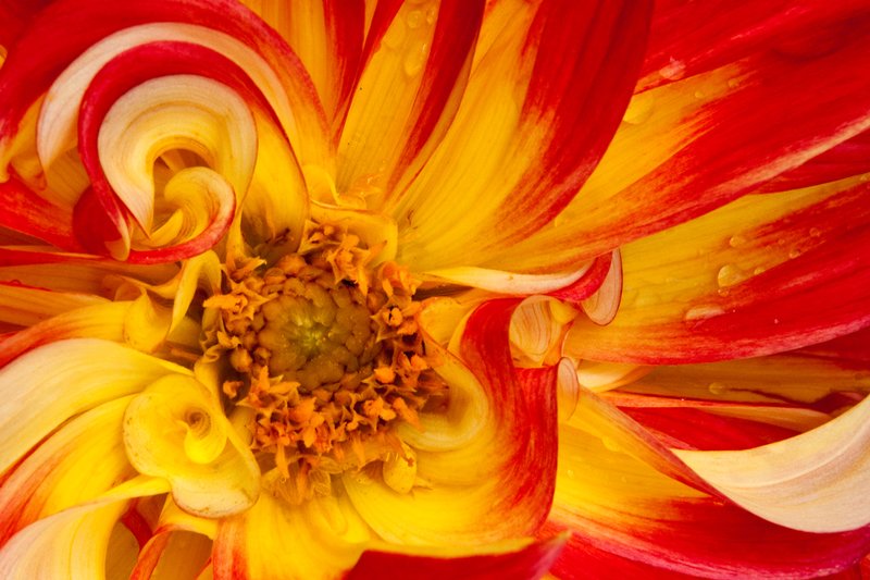 Dahlia Aflame.jpg