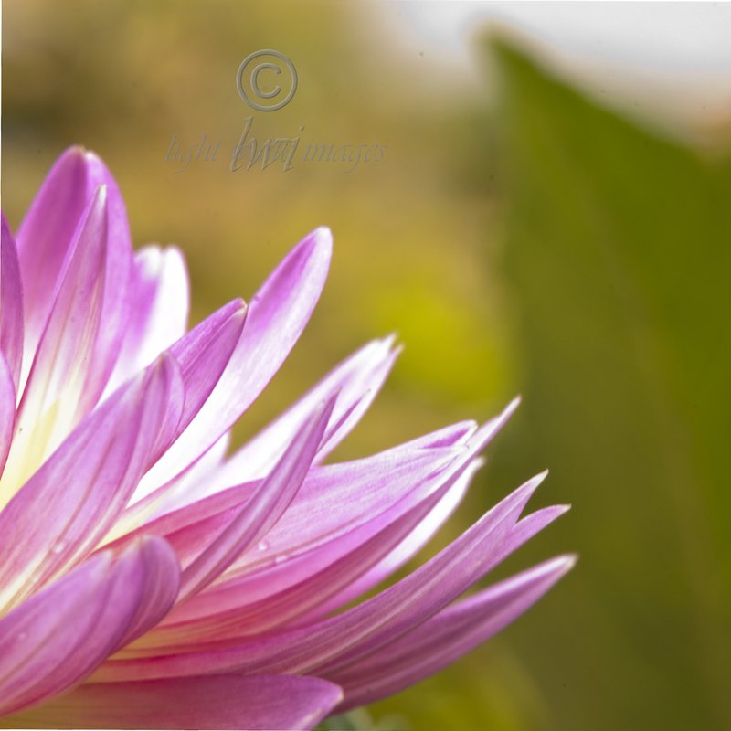 Dahlia Fingers.jpg