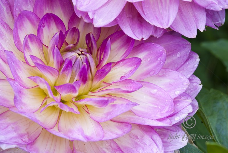 Dahlia Pair.jpg