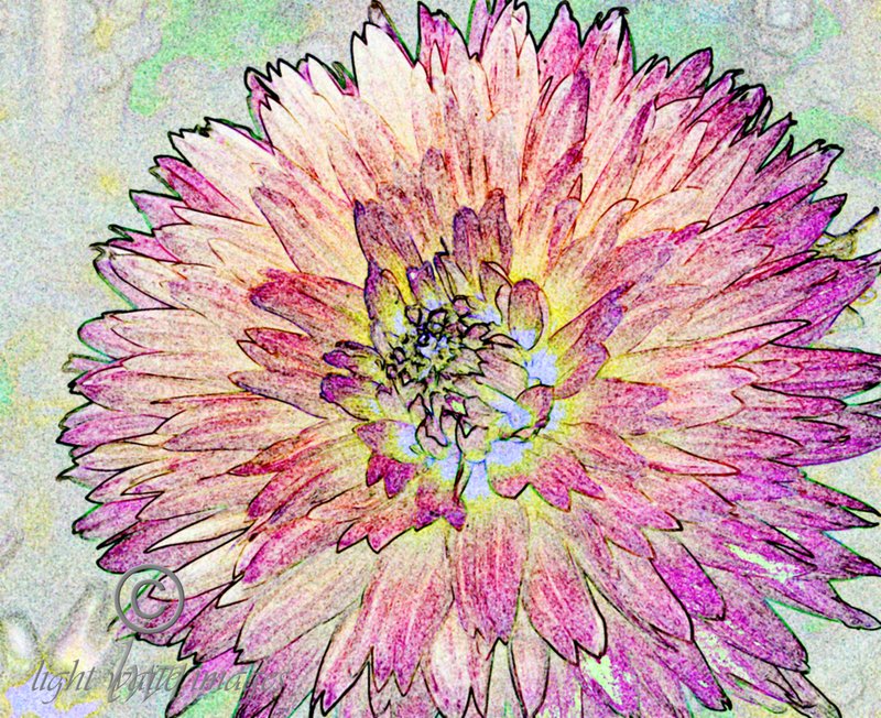 Dahlias 5.jpg