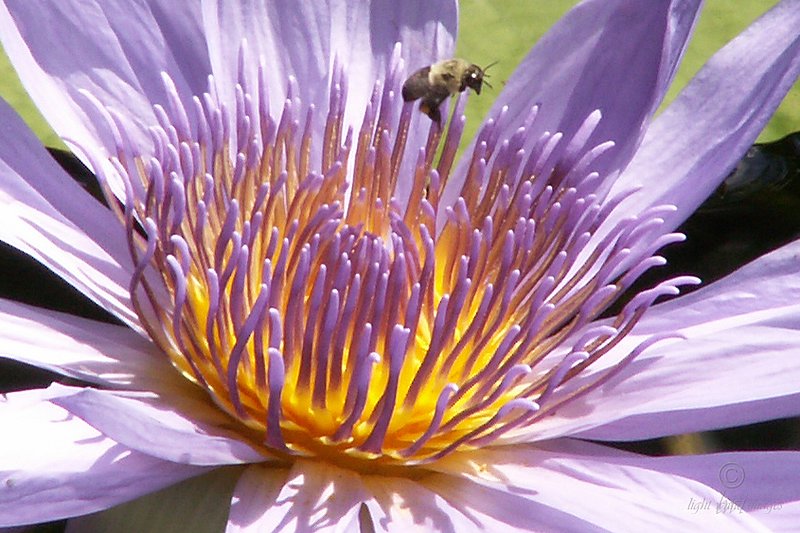 Disney Water Lily.jpg