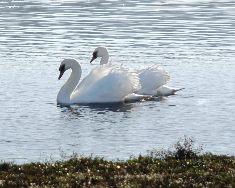 Double Swans.jpg