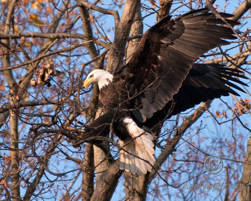 Eagle Landing.jpg :: 3rd Place Birds/Animals Color Advanced Amateur
