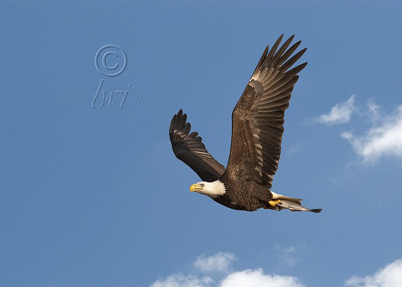Eagle high wings with fish.jpg