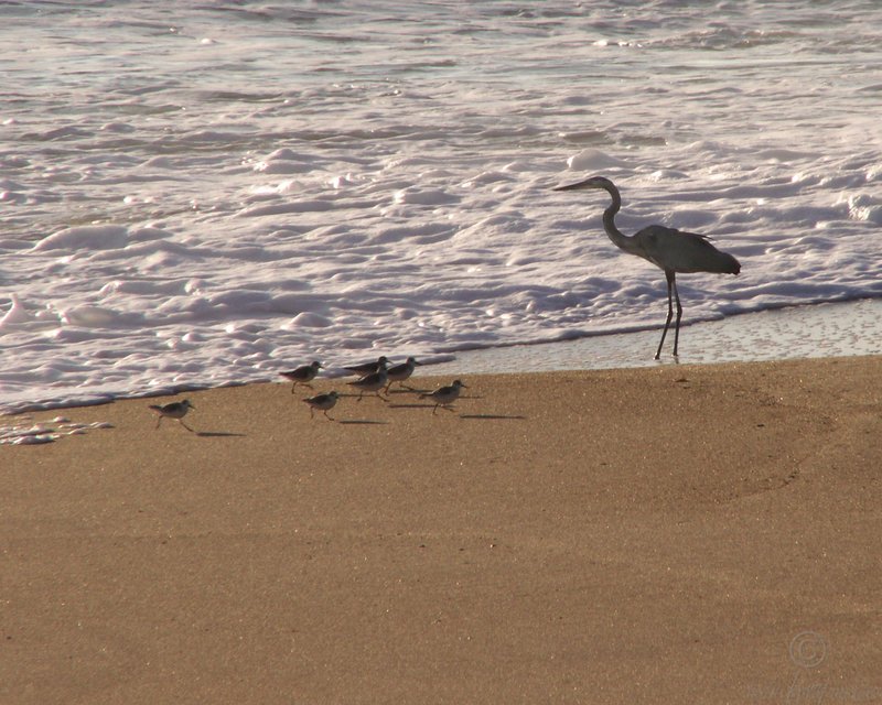 Heron and Sanderlings at Canaveral.jpg