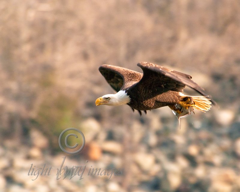 Intense Bald Eagle.jpg :: First Place Animals Color 2011 Focal Planes Foto Club Contests