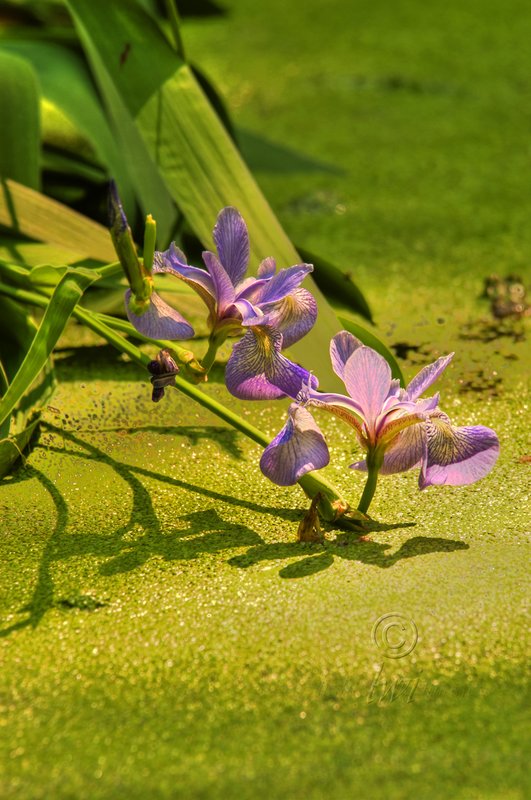 Iris over Bowmans Hill Pond.jpg