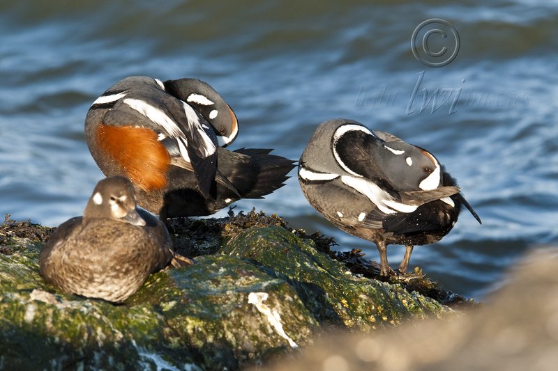 Mirrored Harlequin Ducks.jpg