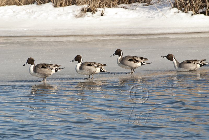 Northern Pintails.jpg