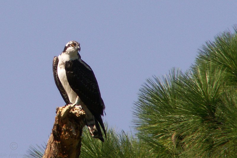 Osprey at Canaveral.jpg