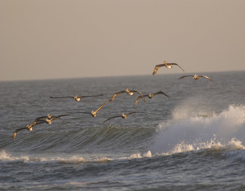 Pelicans soaring.jpg