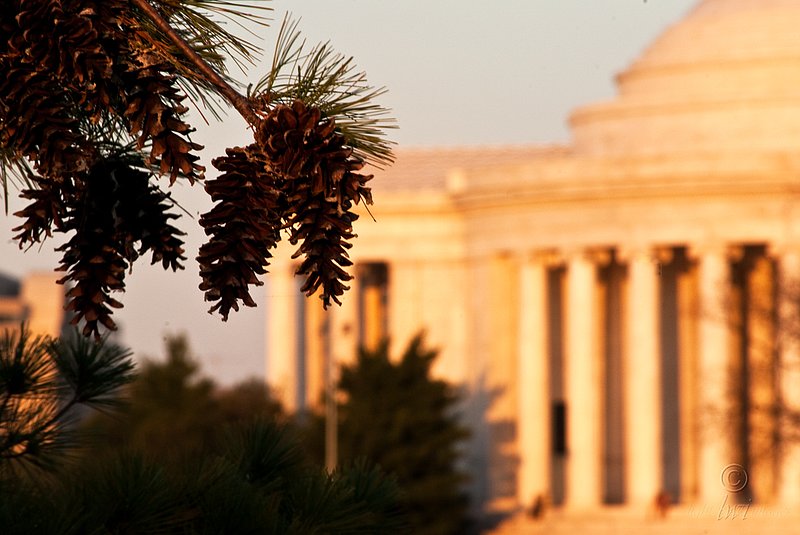 Pine Cones andJjefferson.jpg