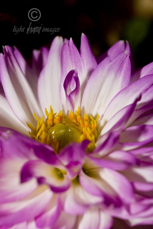 Purple White Dahlia.jpg