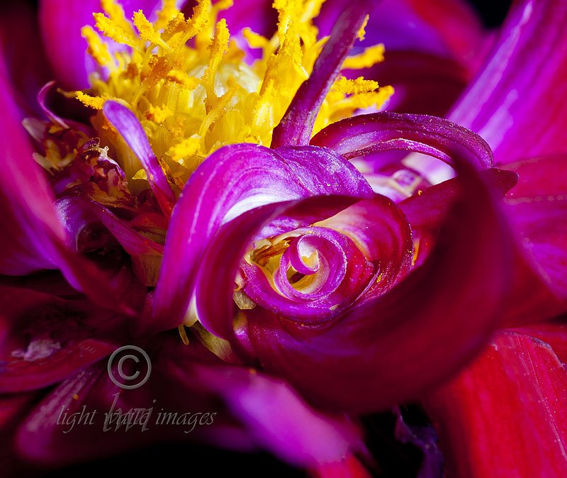 Yellow Purple Dahlia.jpg