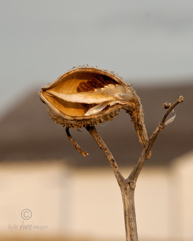 gettyburg pod.jpg :: 3rd Place Plants Color Advanced Amateur