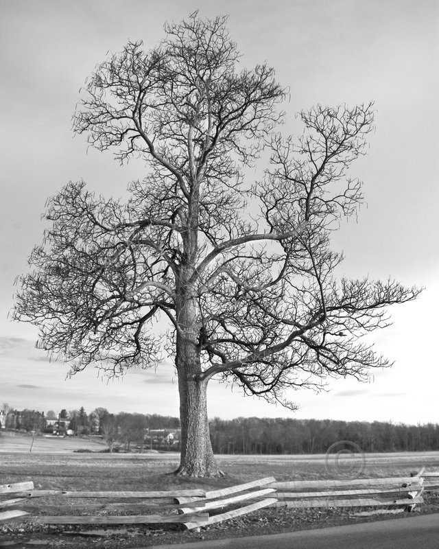 gettysburg tree.jpg :: 1st Place, Plants B&W, Advanced Amateur
