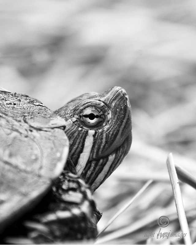 john heinz nwr turtle.jpg :: 3rd Place Animals Color Advanced Amateur