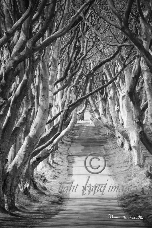 Dark Hedges.jpg
