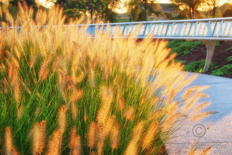 Golden Grass.jpg
