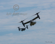 Osprey Pair.jpg