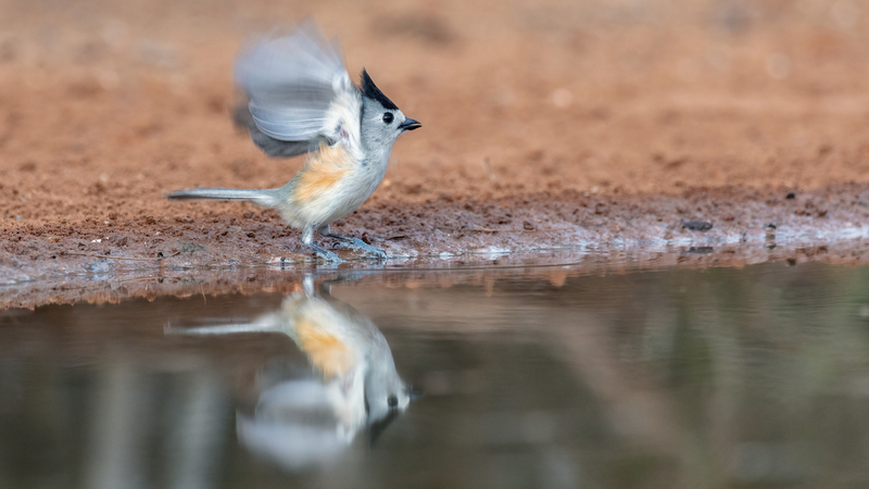 Black-crested-Titmouse_5893-169.jpg