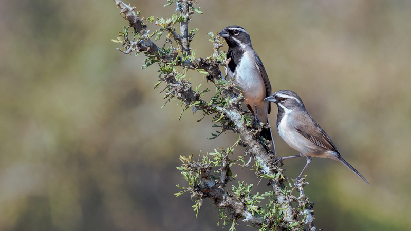 Black-throated Sparrows_4172-169.jpg
