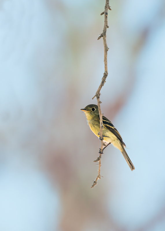 Cordilleran Flycatcher_0852a-57.jpg