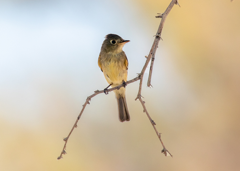 Cordilleran Flycatcher_0855-75.jpg