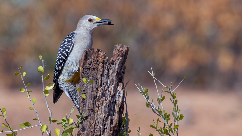 Golden-fronted-Woodpecker_4210-169.jpg