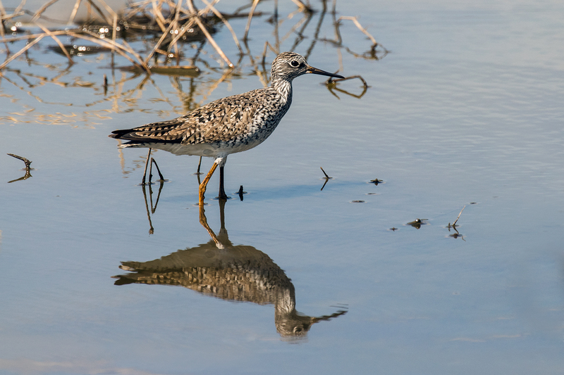 Lesser Yellowlegs_6533-64_1.jpg