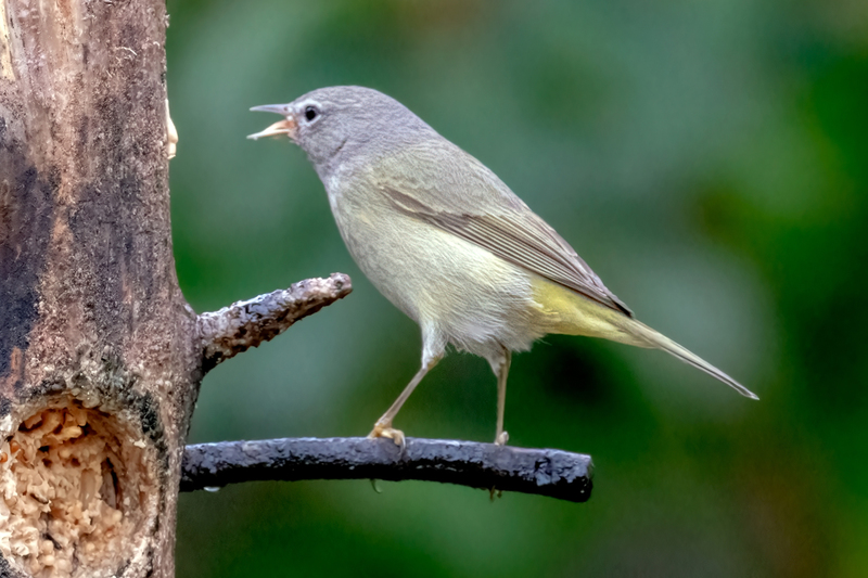 Orange-crowned-Warbler_5333m.jpg