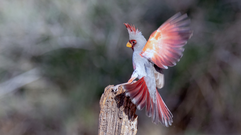Pyrrhuloxia_4673-169.jpg
