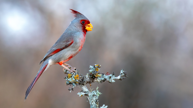Pyrrhuloxia_4778-169.jpg