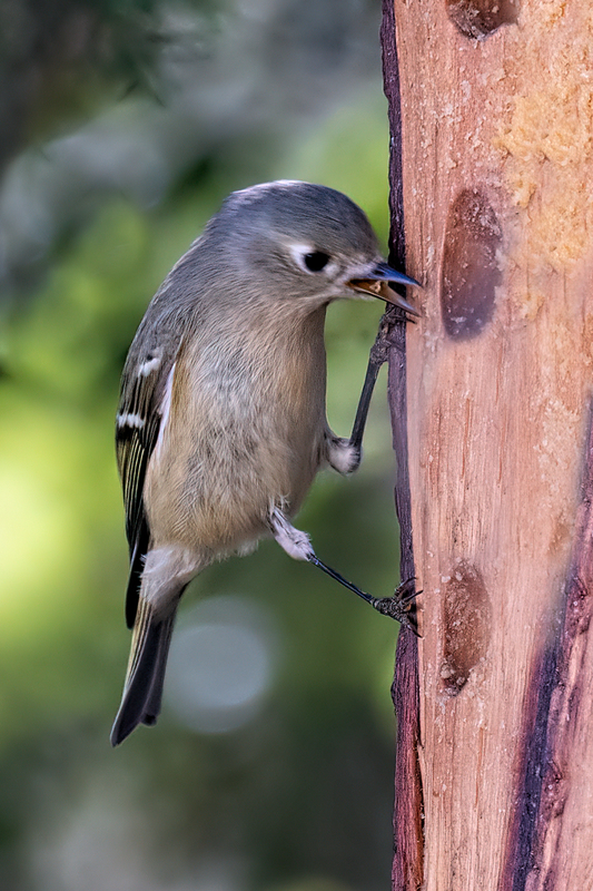 Ruby-crowned-Kinglet_44691-46.jpg