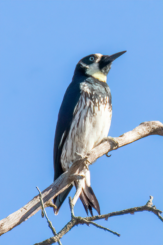 acorn-woodpecker_44121-46.jpg
