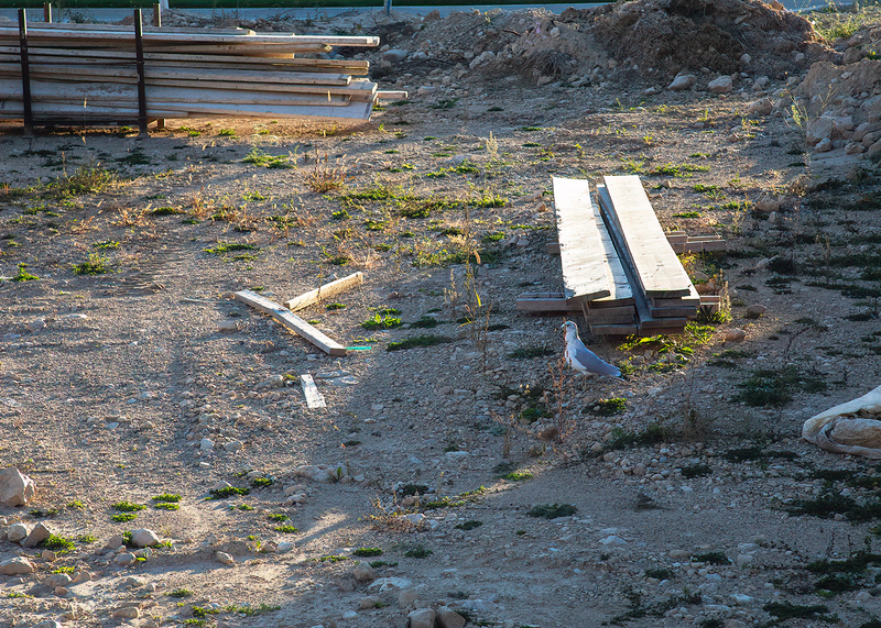 alice yard_0717.jpg