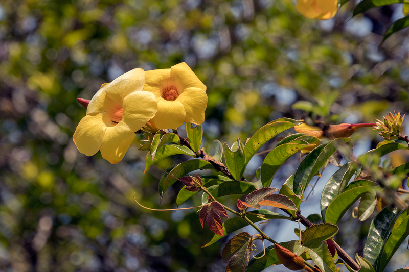 allamanda-Flowers_6702-64.jpg