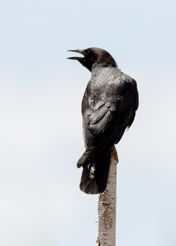 american-crow_0543-57(1).jpg