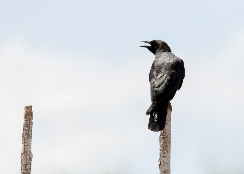 american-crow_0543-75.jpg