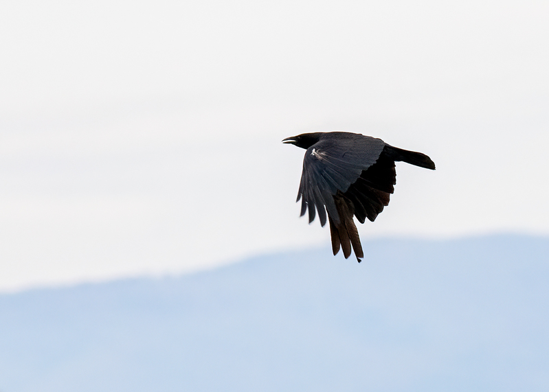 american-crow_0783-75.jpg