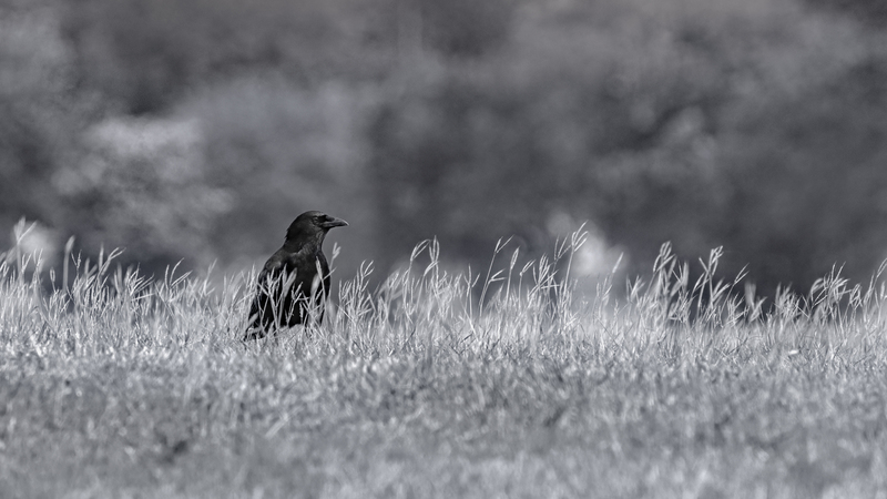 american-crow_7250bw-169(1).jpg